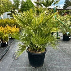 Chamaerops Humilis, kont. C45L, výška kmeňa: 20-40 cm, celková výška: 90-120 cm (-14°C)